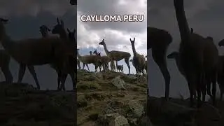 #paisajes #2023 #animals #travel  #los andes del Per&uacute;