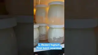 Первая партия йогурта L. Reuteri была разделена на 3,5%-ное молоко и добавлены жирные сливки.