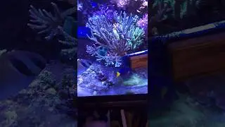 Breaking corals growing into the front glass of the 300 gallon reef