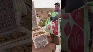 طريقة انتاج كمية هائلة من البطاطس يصل انتاج حتى 50طن إتبع مراحل الزراعة