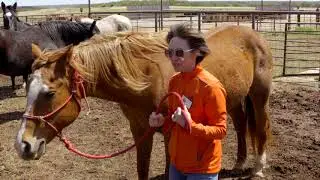 Equine Handling Demonstration