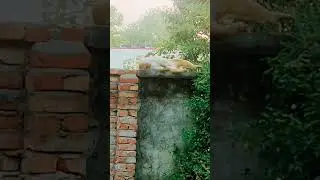 funny money 🐒🐒🐒🐒🤣🤣🤣🤣|| Pooja Chandel