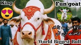 King Of Asia Bulls - Cattle Farm - Northen Bypass Cow Mandi 2025 😱😍💀 #viralvideo #bull #cow #viral 