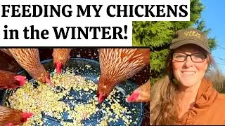 What I Feed My Chickens During the Cold Winter Months!