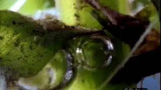 Oxygen as Photosynthetic Waste