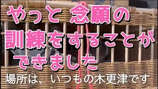東日本チャンピオンの中間訓練を行いました。まるで帰ってくるシーンは、レースから帰ってくるように、kyokoの実況でした。