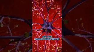 Chiropractic Adjustments & Brain Function | Chiropractor Downers Grove IL