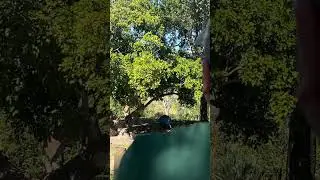 Lions being lions. Miami Zoo