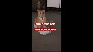 Funniest Cats Daily Video 😹 Don't try to hold back Laughter 😂 Funny Cats Life