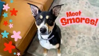 Smores brings s'more fun!