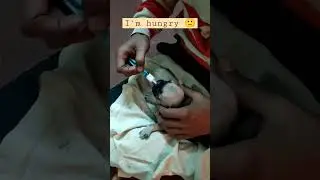 Feeding 25 days old hungry pug see her reaction for food #shorts #youtubeshorts #pug  #animal