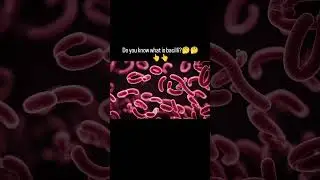 Bacilli is a genus of Gram positive bacteria 🦠🦠#microbiology #science #viralshorts