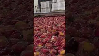 Washing and sorting of apples in a commercial packaging house.