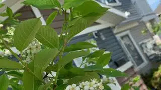 Prunus padus / bird cherry / hackberry / hagberry, or Mayday tree whistles ( jump to 0:43)