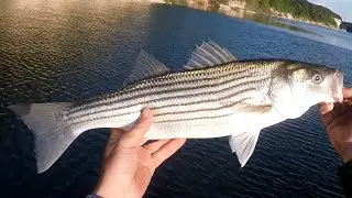 Live Target Swimbaits for Striped Bass on Lake Whitney, Texas