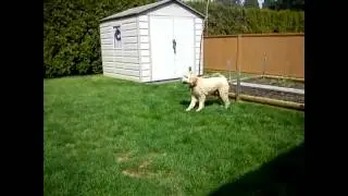 Augi & Cody Play Date