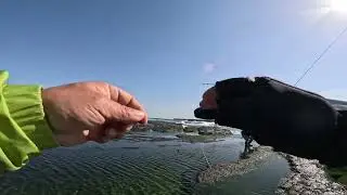 浪大魚大