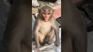 Tu kaun se gaon ki chhori #newsong #mankey #funny #ytshorts