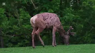 Elk Rut with  Aggressive Bull Guarding his harem [WILDLIFE DEERS 2024]ULTRA