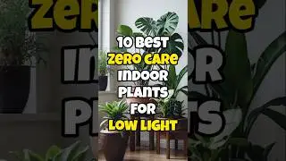 Best low light houseplant to grow without care / Zero care indoor plants for low light #short
