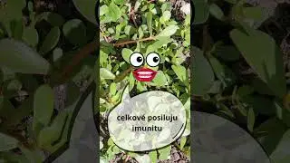 &Scaron;rucha zeln&aacute; - divok&eacute; jedl&eacute; bylinky #bylinky #zdravi #funny #bylinkypromlouvaji