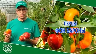 НЕПРЕВЗОЙДЕННЫЙ СОРТ ПЕРЦА ДЛЯ ФАРШИРОВАНИЯ