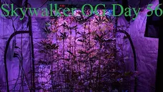 Cloudponics Grow Tent Day 56 Skywalker OG (Special Guest)