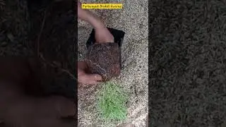 Mudah dan gampang diperbanyak || Brokoli kuning #shorts