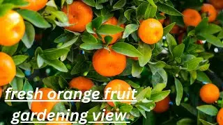 Beautiful 🍊 orange 🌲 tree view