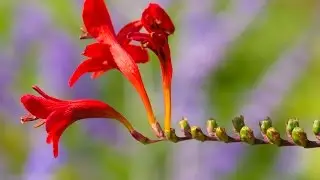 Canon Close-up Lens 500D: You Keep Shooting with Bryan Peterson: AdoramaTV