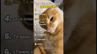 Ranking Funniest Cat Moments