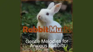 Calming Bunny Music