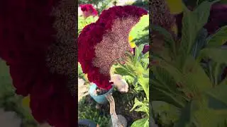 Cockscomb flower, time to harvest seeds for next year!