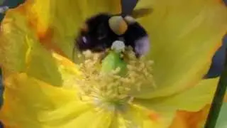 Bumblebee collecting Pollen