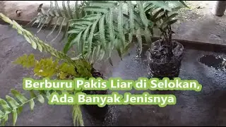 Berburu Pakis Liar di Selokan Ada Banyak Jenisnya