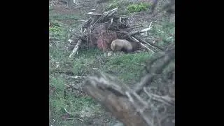 CAN YOU make this Shot? #hunting