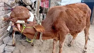 goat milk feeding | goat feeding milk to another animals | Nikka Haji