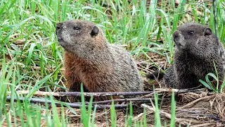 Woodchuck: Vocalization (6 May 2024)