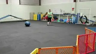 Toy Dog Does Push Treibball