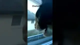 Cat Chattering Sound - #shorts