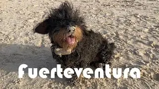 🇪🇸 닥스훈트 순대의 여름 섬 여행, 세계에서 가장 아름다운 해변🌴✨