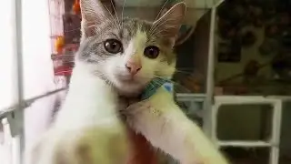 Cute Kitten Sneaks Into Parrot Aviary & Makes Goat-Like Sounds 😹🦜