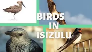 IsiZulu | Names of Birds in Zulu || Motale Matakalatse
