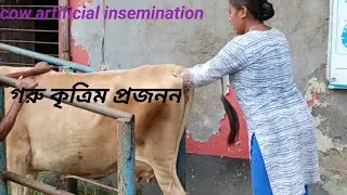 #cow artificial insemination#cow ai technology#cow #artificial #cow#cowshed  #cowvideo #cowlover