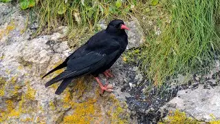 A pair the majestic Choughs in Pembrokeshire, Wales