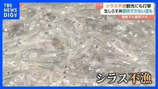 「シラスが大不漁」名物シラス丼がピンチ　シラス漁が不漁で漁獲高8割減も明るい兆し？卵が増えて漁獲高UP？！｜TBS&nbsp;NEWS&nbsp;DIG