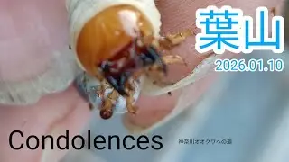 【閲覧注意】Condolences 神奈川オオクワへの道 2026.01.10