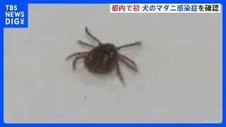 都内で初　犬のマダニ感染症「SFTS」感染確認　人への感染は過去2件　マダニに刺されないよう東京都が注意呼びかけ｜TBS&nbsp;NEWS&nbsp;DIG
