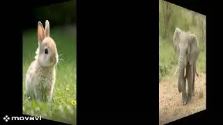 #Velvet Emma#edits #cute #baby to adult animals#