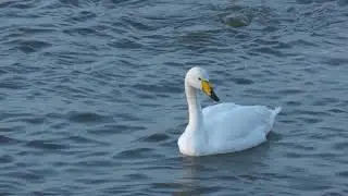 good Whooper Swan close up Welney WWT Norfolk UK 20nov17 328p